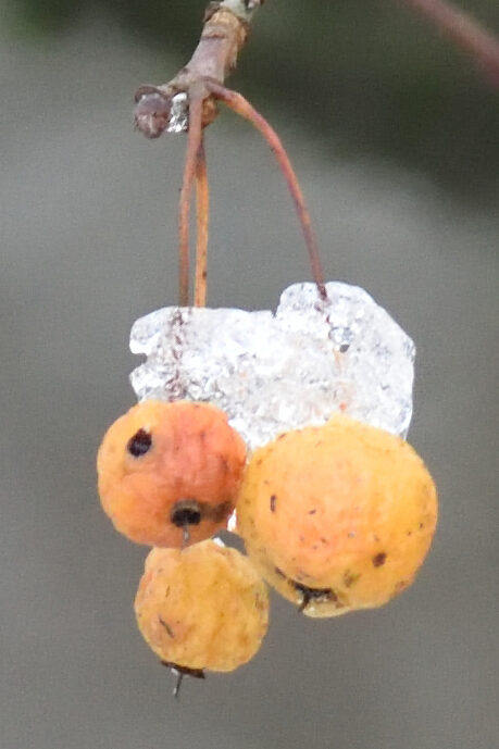 Malus x robusta - (Carrière.)Rehder. — photo