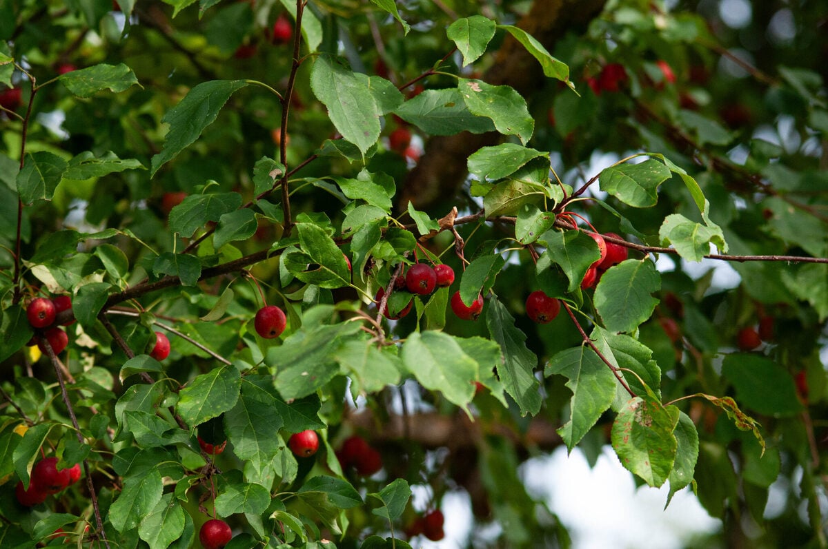 Malus x robusta - (Carrière.)Rehder.