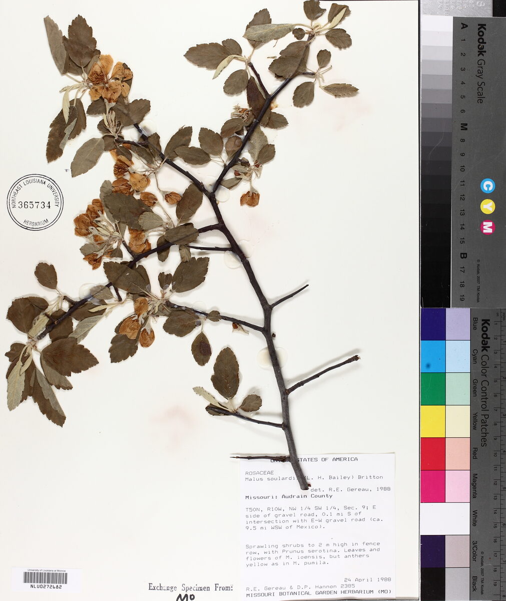 Malus x soulardii - (L.H.Bailey.)Britton. — photo