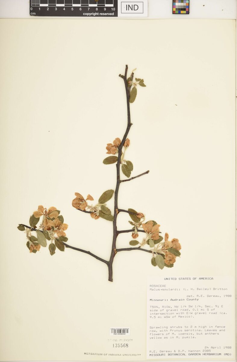 Malus x soulardii - (L.H.Bailey.)Britton. — photo