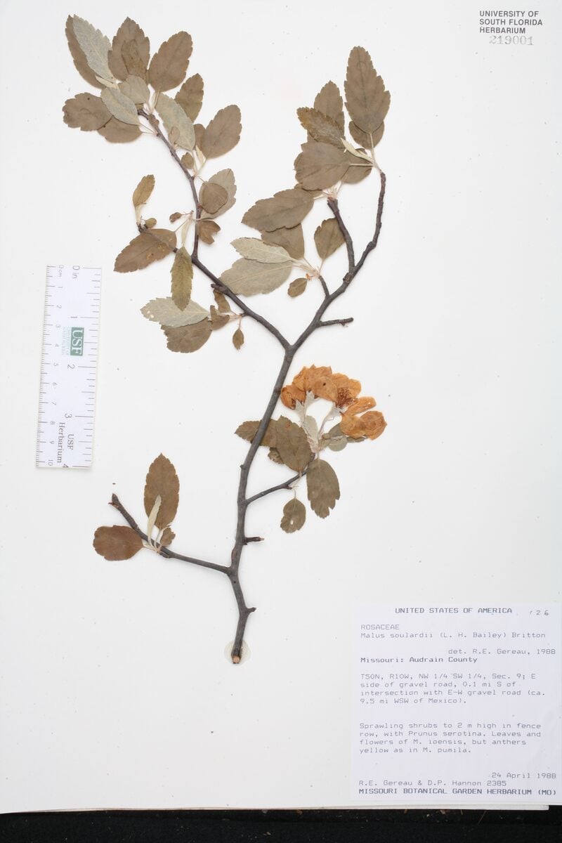 Malus x soulardii - (L.H.Bailey.)Britton.