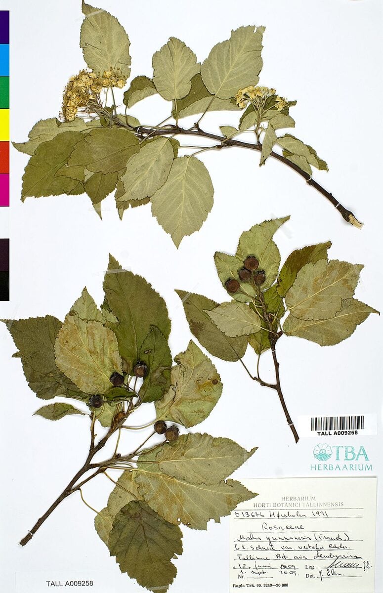 Malus yunnanensis - (Franch.)Schneid.