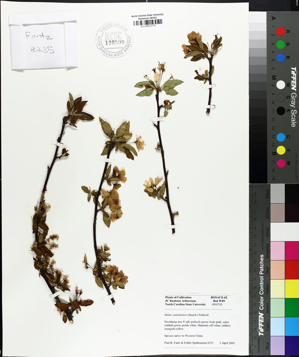 Malus yunnanensis - (Franch.)Schneid. (Crabapple) — photo
