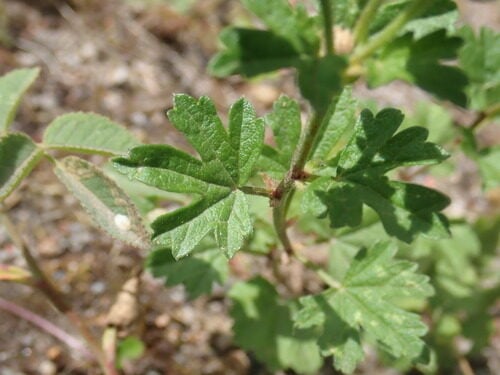 Malva alcea (Vervain mallow) — photo