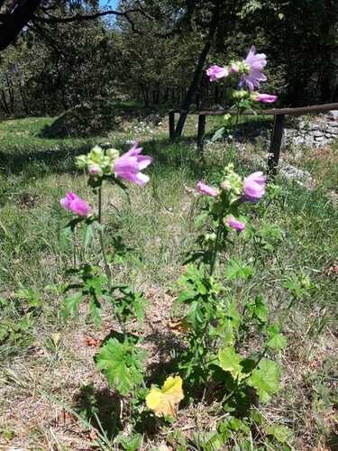 Malva alcea