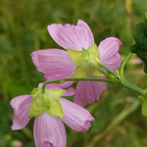 Malva excisa — photo