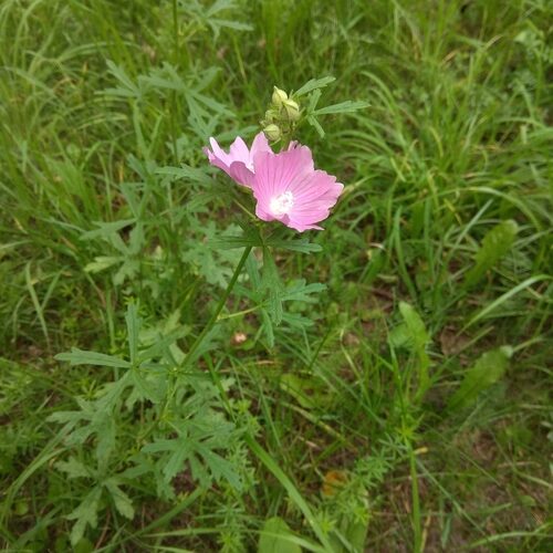 Malva excisa — photo