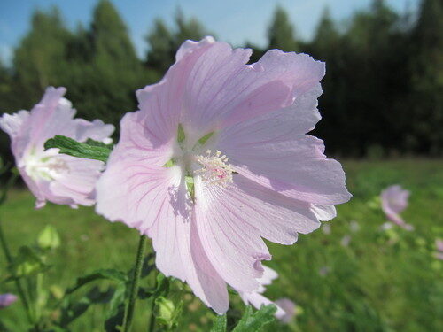 Malva excisa