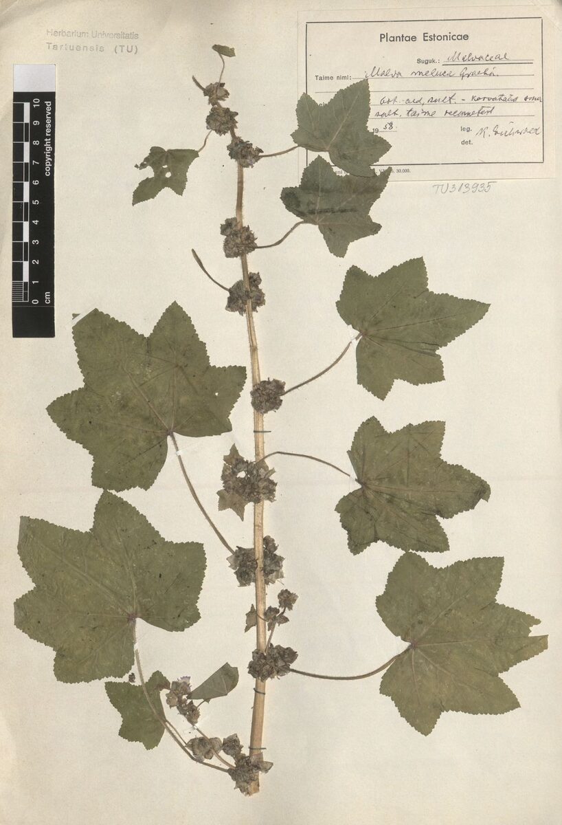 Malva meluca