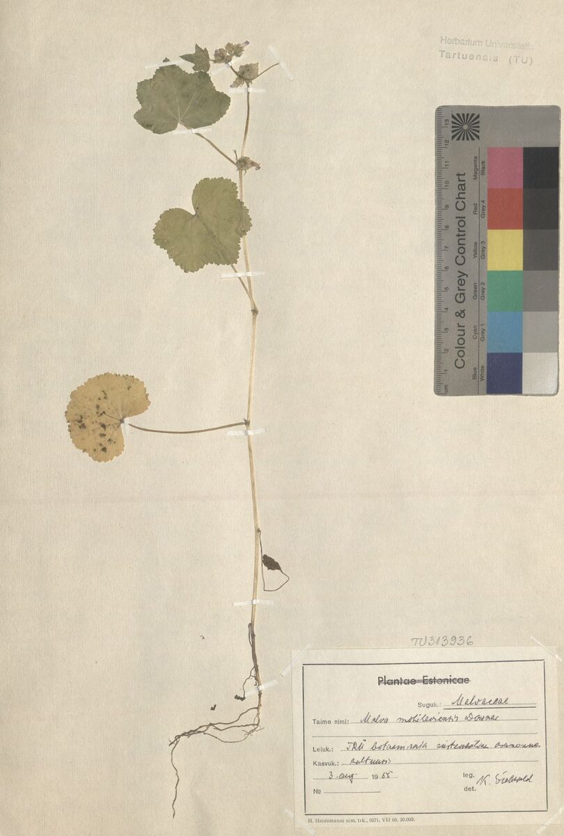 Malva mohileviensis
