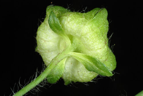 Malva moschata (Musk Mallow) — photo