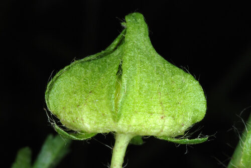 Malva moschata (Musk Mallow) — photo
