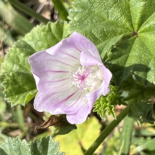 Malva neglecta (Dwarf Mallow) — photo