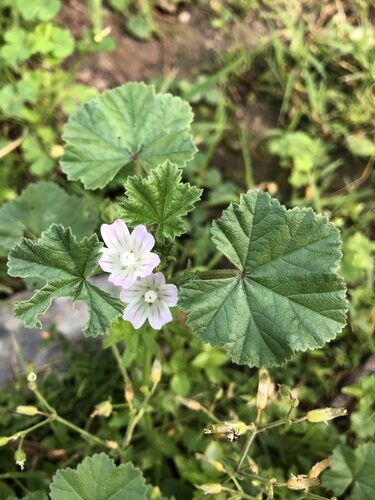 Malva neglecta (Dwarf Mallow) — photo