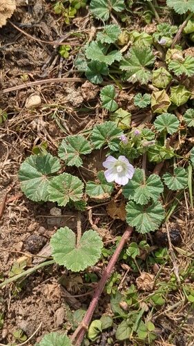 Malva neglecta