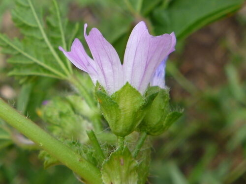 Malva nicaeensis (Bull Mallow) — photo