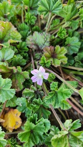 Malva nicaeensis (Bull Mallow) — photo