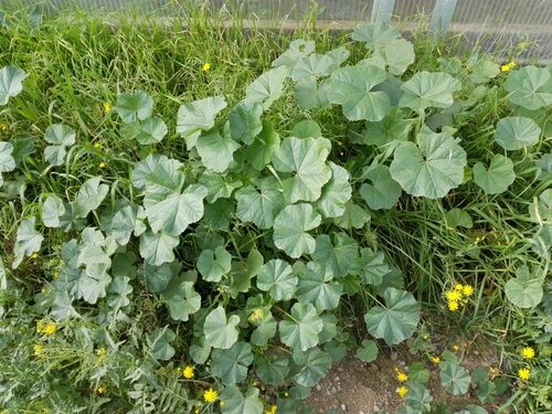 Malva parviflora (Cheeseweed) — photo