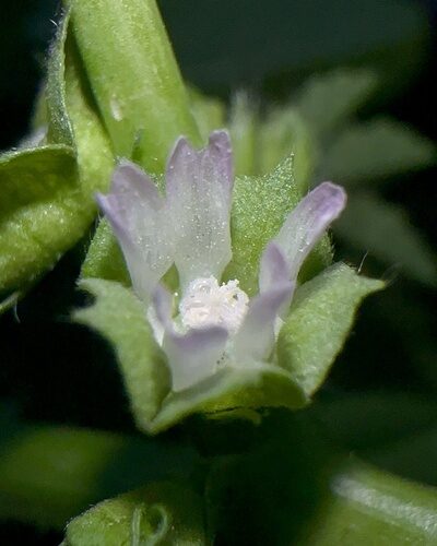 Malva parviflora (Cheeseweed) — photo