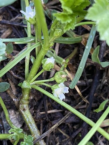 Malva pusilla (Dwarf Mallow) — photo