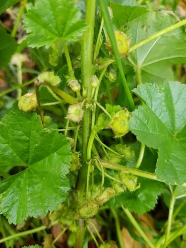Malva pusilla (Dwarf Mallow) — photo