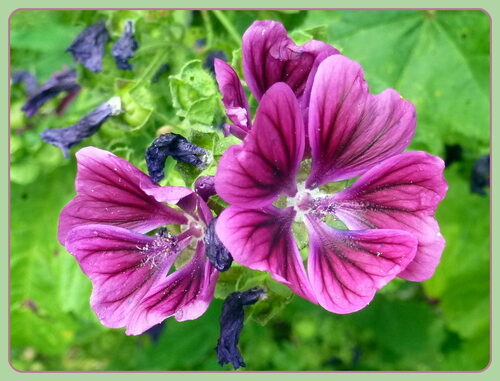 Malva sylvestris (Mallow) — photo