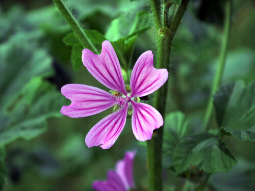 Malva sylvestris (Mallow) — photo
