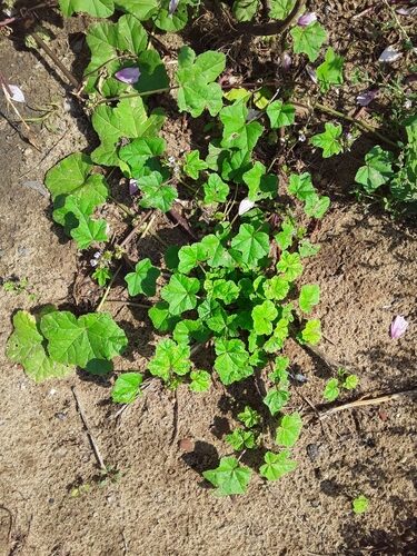 Malva verticillata (Chinese Mallow) — photo