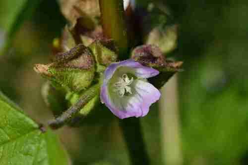 Malva verticillata (Chinese Mallow) — photo