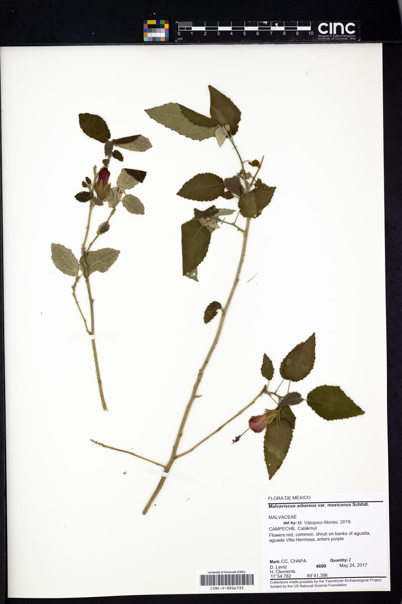 Malvaviscus arboreus var. mexicanus (Mexican malvaviscus) — photo
