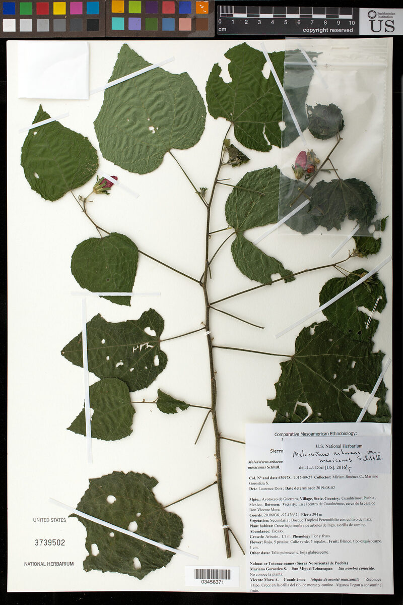 Malvaviscus arboreus var. mexicanus (Mexican malvaviscus) — photo
