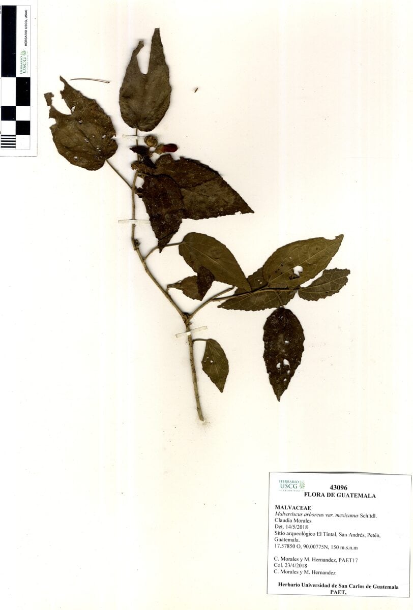 Malvaviscus arboreus var. mexicanus
