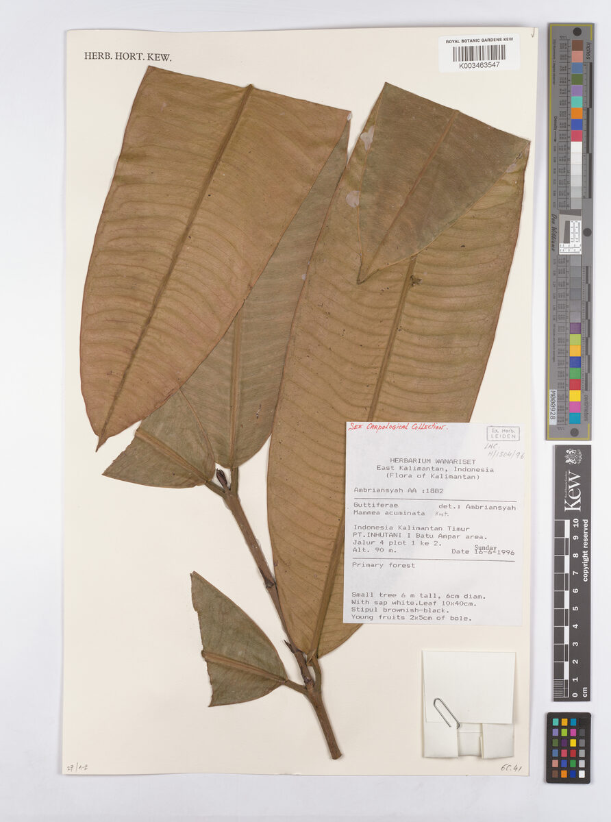 Mammea acuminata — photo