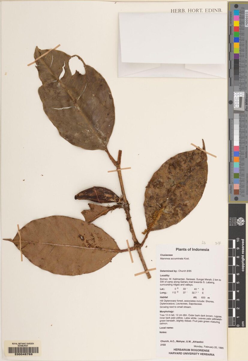 Mammea acuminata — photo