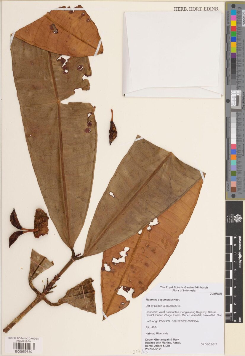 Mammea acuminata