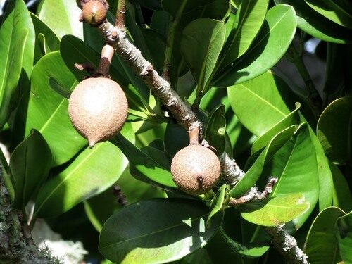 Mammea americana (Mammee Apple) — photo