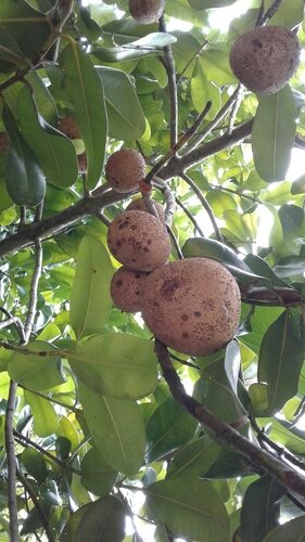 Mammea americana