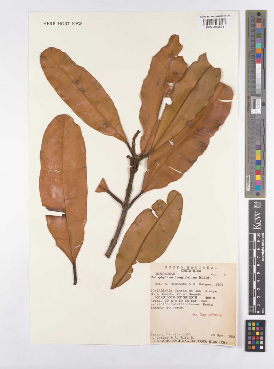 Mammea longifolia (Indian laurel) — photo