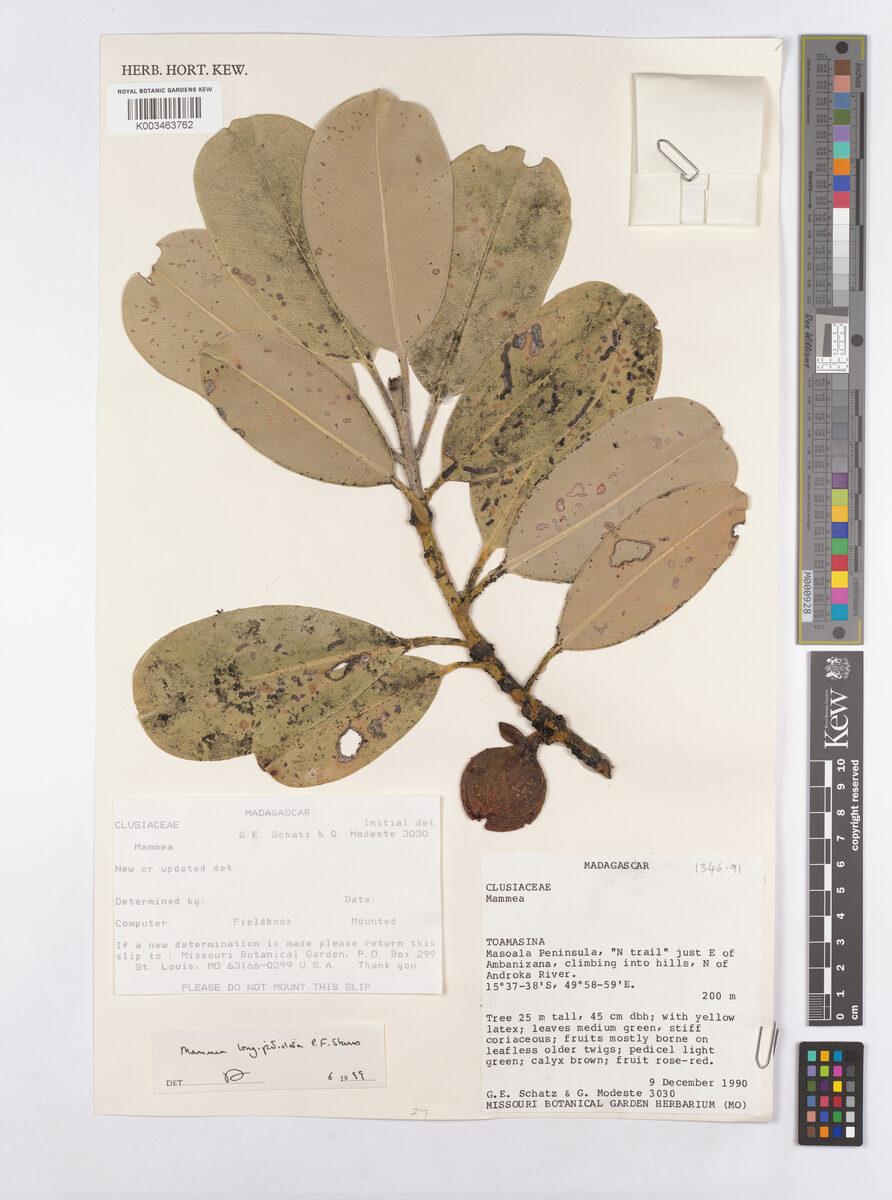 Mammea longifolia (Indian laurel) — photo