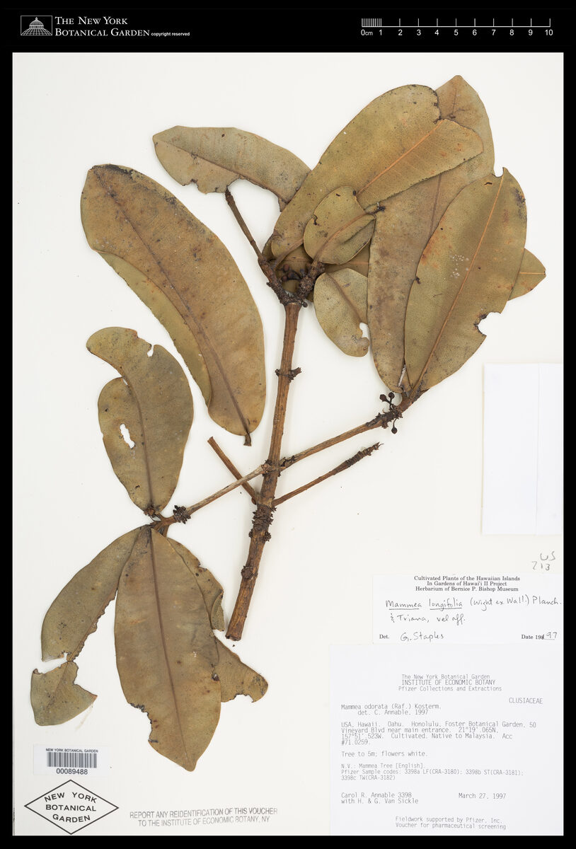 Calophyllaceae