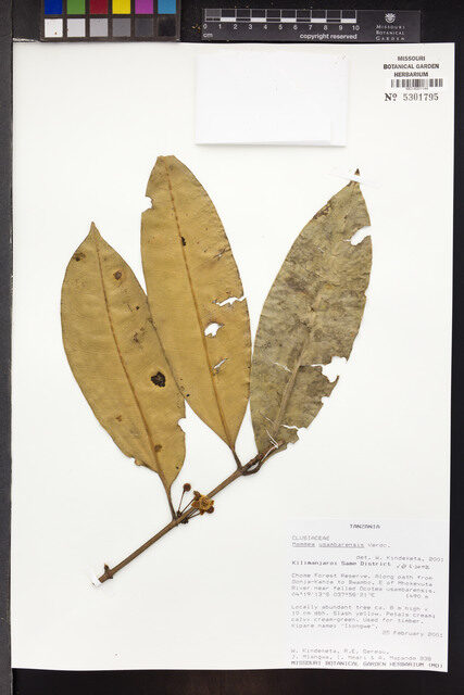 Mammea usambarensis — photo