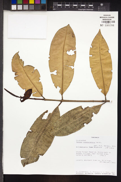 Mammea usambarensis — photo