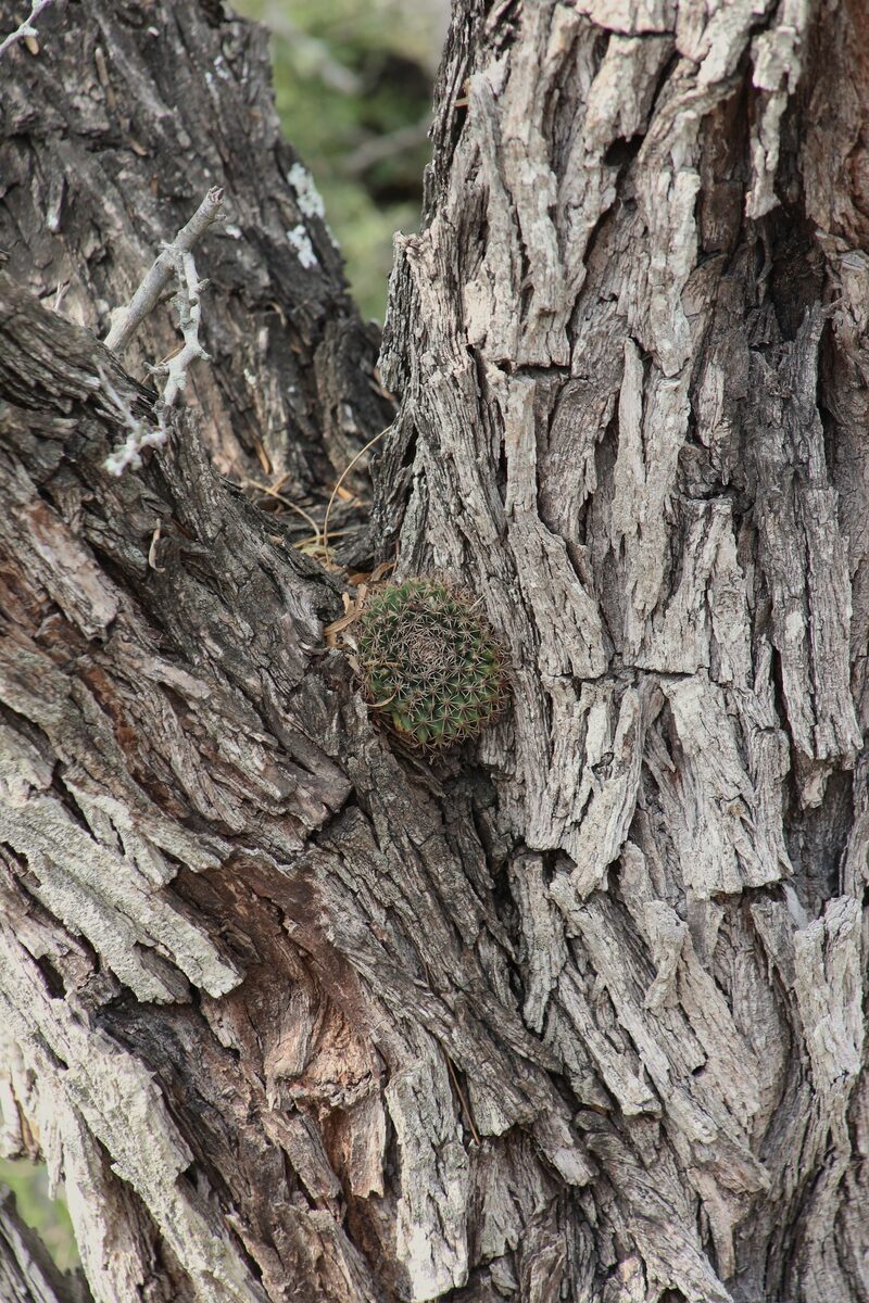Mammillaria heyderi subsp. hemisphaerica — photo