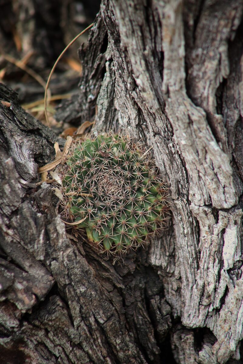 Mammillaria heyderi subsp. hemisphaerica — photo