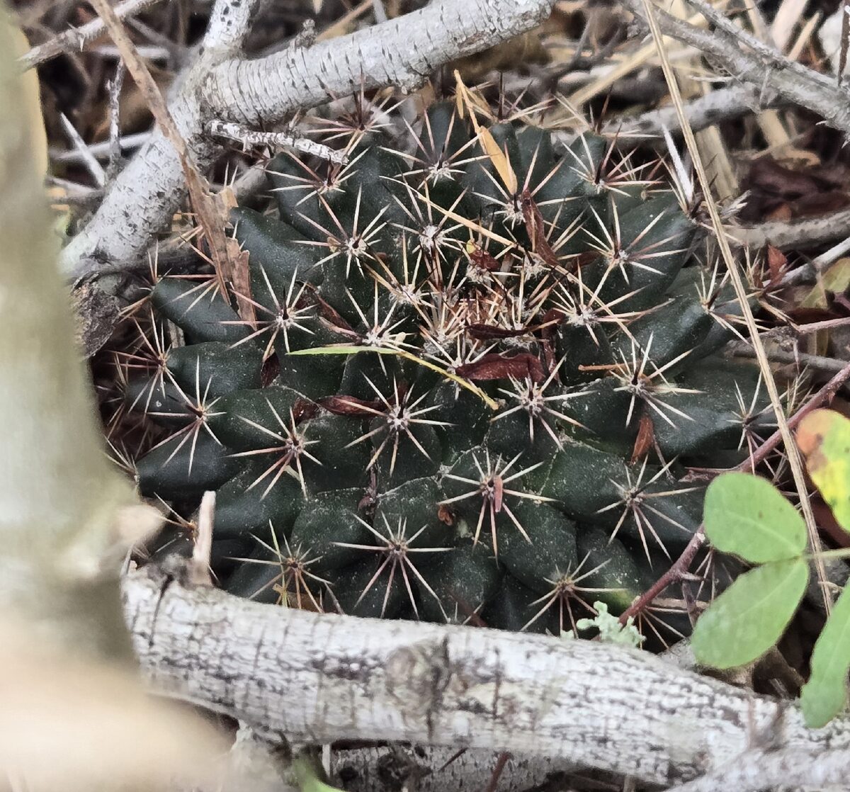 Mammillaria heyderi subsp. hemisphaerica