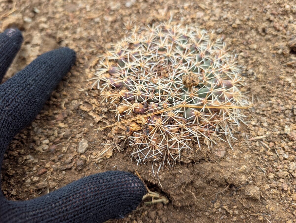 Mammillaria heyderi subsp. meiacantha (Ball cactus) — photo