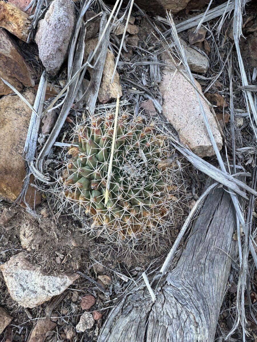 Mammillaria heyderi subsp. meiacantha (Ball cactus) — photo