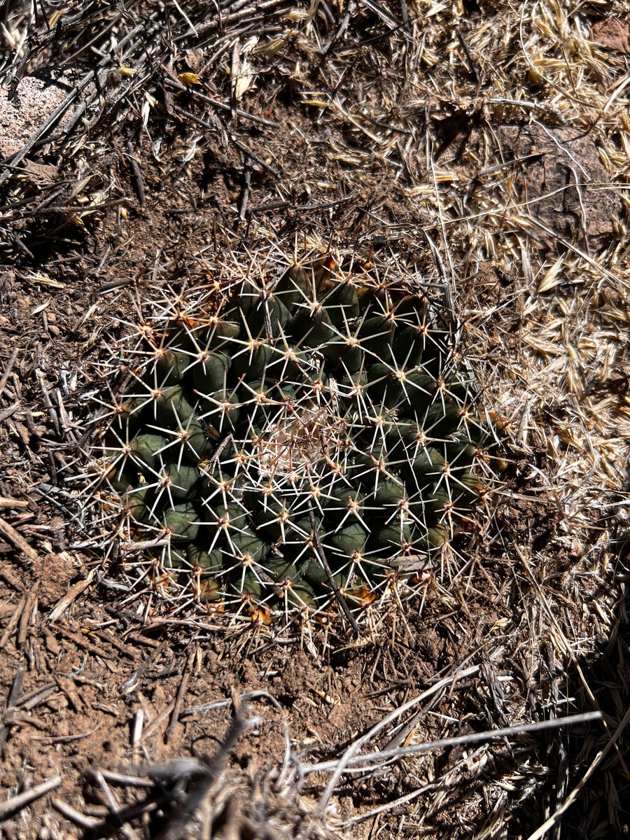 Mammillaria heyderi subsp. meiacantha