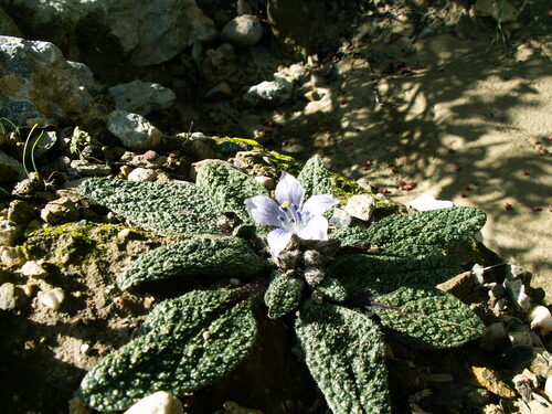 Mandragora officinarum (Mandrake) — photo