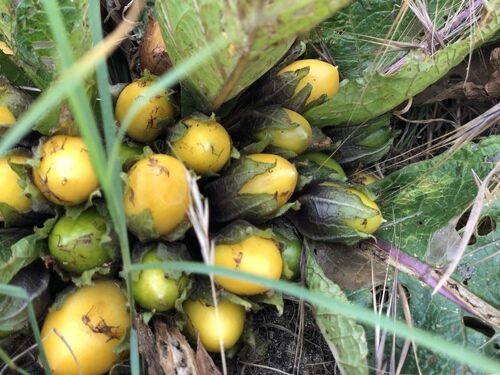 Mandragora officinarum (Mandrake) — photo